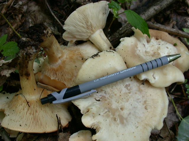 Uscita domenicale...